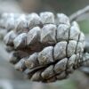Nématode du pin : six nouveaux arbres touchés dans les Landes et les Pyrénées-Atlantiques, la préfecture durcit le ton