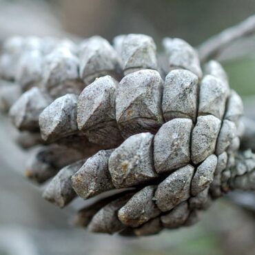 Nématode du pin : six nouveaux arbres touchés dans les Landes et les Pyrénées-Atlantiques, la préfecture durcit le ton