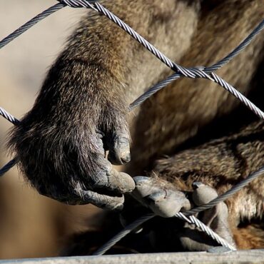 Quatorze primates dérobés en pleine nuit dans un parc animalier des Pyrénées-Atlantiques