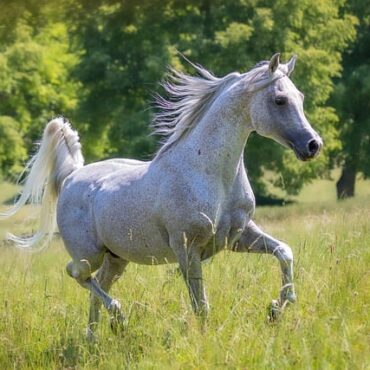 Ardennes : plus d'une dizaine de chevaux empoisonnés par des graines d'érable après la tempête