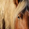 Près de 200 chevaux sauvés de la maltraitance et saisis dans le Cher