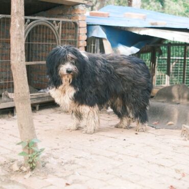 Meurthe-et-Moselle : une trentaine d'animaux secourus dans des conditions effroyables